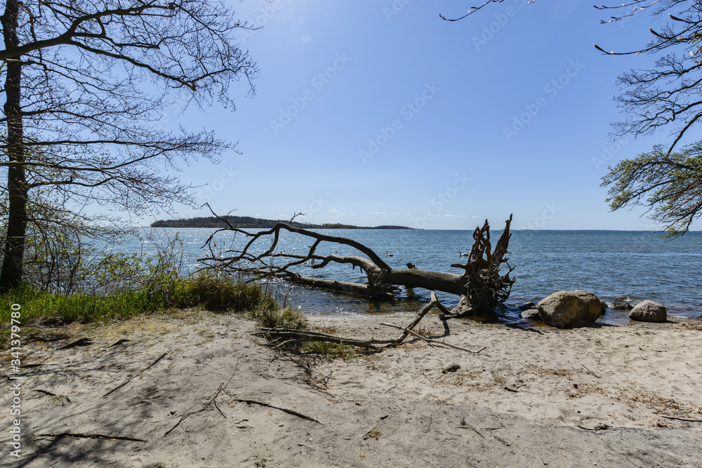 Baumstamm im Bodden mit Blick zur Insel Vilm