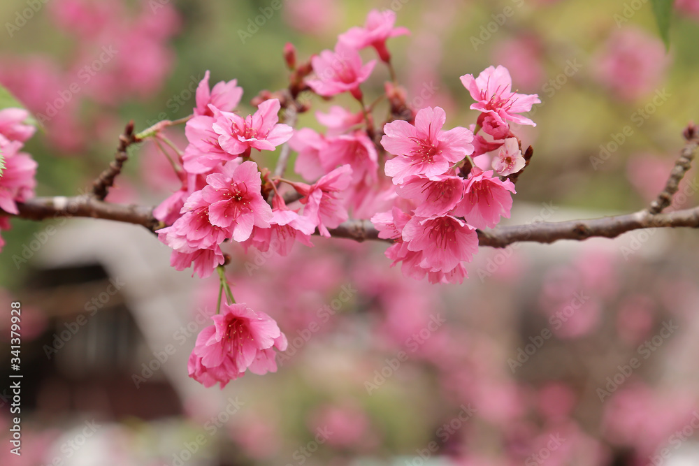 Fototapeta premium Vintage sakura or cherry blossom