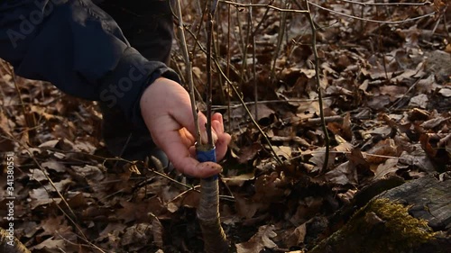 A gardener's woman clogs a cut-off part of the grafted tree to prevent rotting at this place in close-up 2021