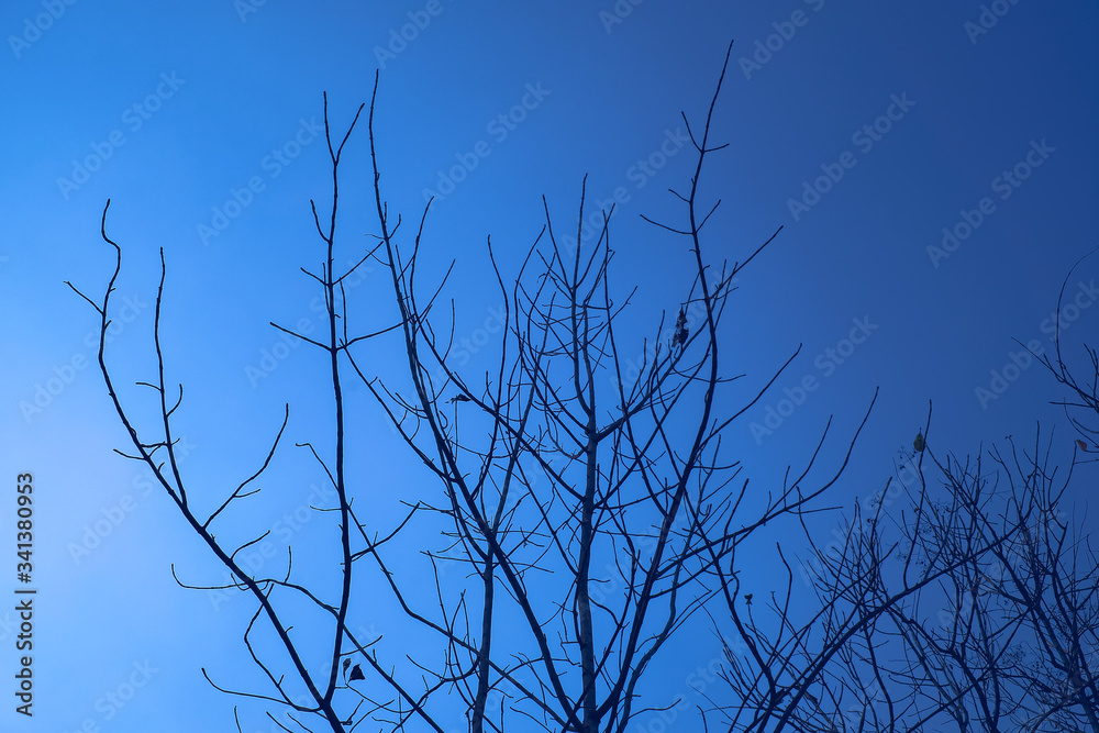 The clear blue sky with silhouette tree The clear blue sky with silhouette tree