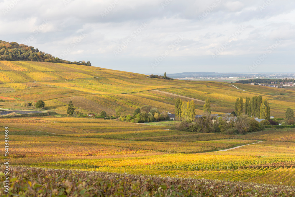 Vignoble en automne juste avant la récolte du raisin Vignoble en automne juste avant la récolte du raisin