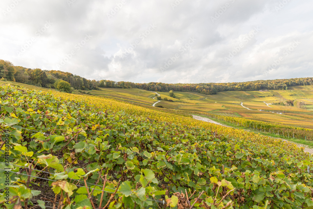 Vignoble en automne juste avant la récolte du raisin