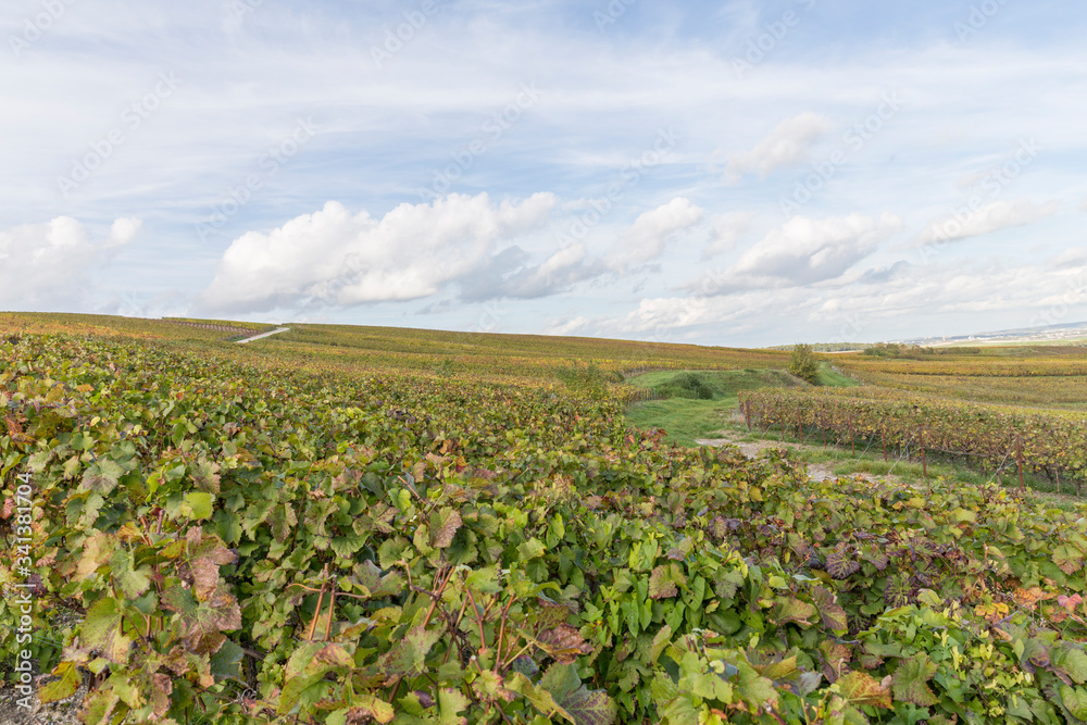 Vignoble en automne juste avant la récolte du raisin