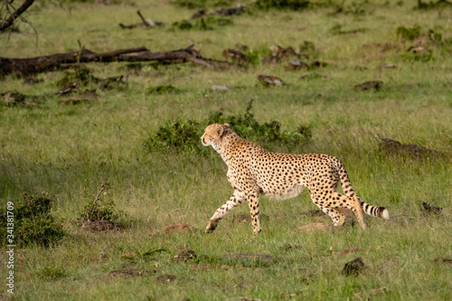 cheetah in the savannah of the Masai Mara © Keith