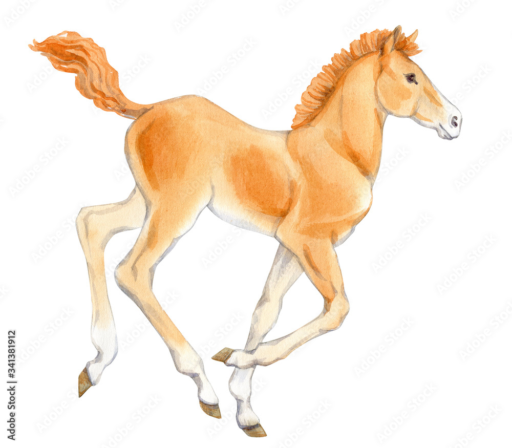 Watercolor painting of running foal isolated on white background. Original stock illustration of baby horse. Watercolor painting of running foal isolated on white background. Original stock illustration of baby horse.
