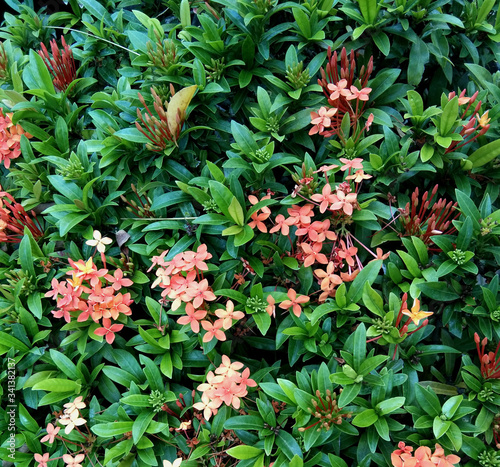 The needle flower is a small shrub. Dense bush Orange red flowers Into a cluster of tufts at the ends of the branches It is classified as a medicinal plant and can be used to treat diseases as well.