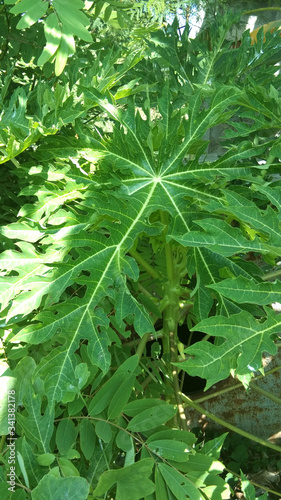 dew on the leaves of a tree, top view Small papaya tree growing And green papaya leaves, papaya is fruit and plants herb