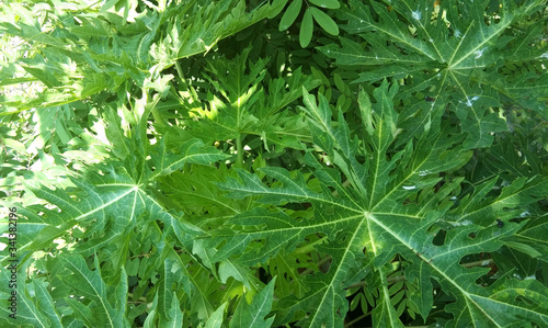 green grass background, The leaves of a small papaya tree That is included with other tree species.