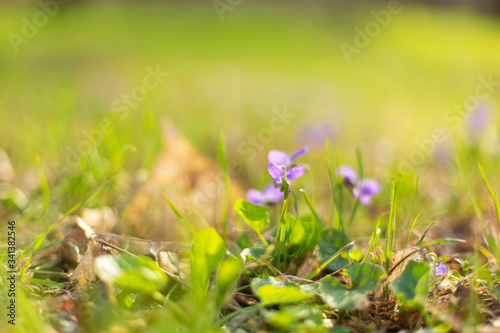 Violet flowers on green grass in spring park