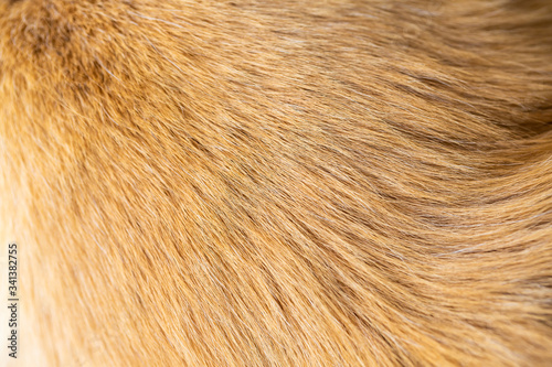 Dog fur texture background yellow Labrador Retriever. © warongdech