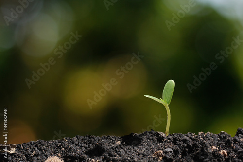 agriculture plant seeding growing step concept in garden