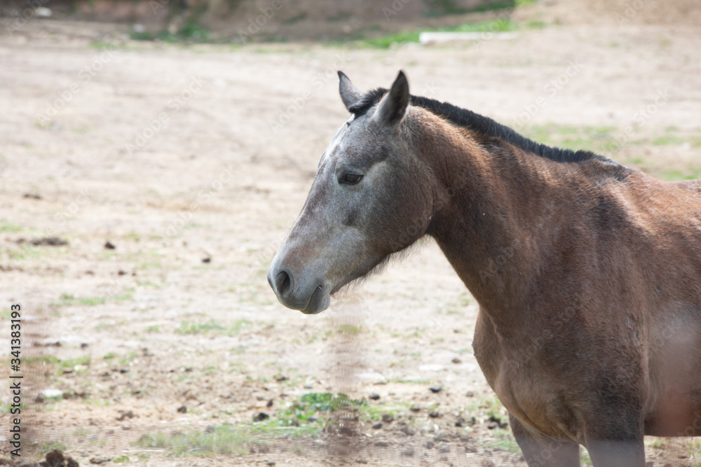Fototapeta premium brown horse in a Spanish livestock 