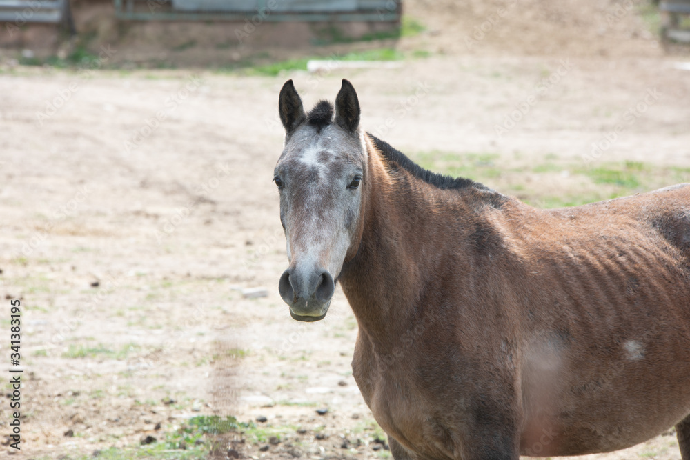 Fototapeta premium brown horse in a Spanish livestock 