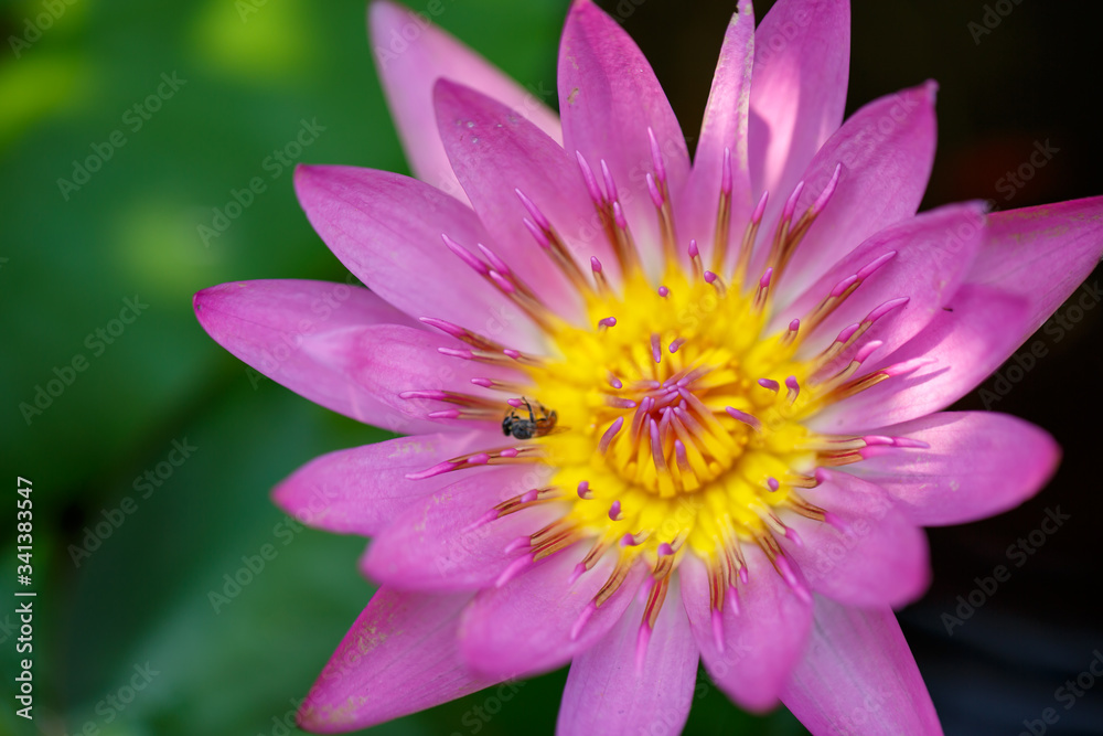 Blooming Lotus - Water Lily close up