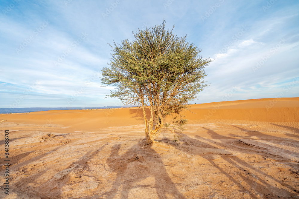 Single tree and shades of camel caravan on sands of Sahara Desert, Morocco.