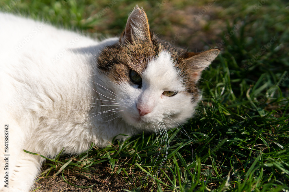 playing with my cat in the garden, coronatime, stay home