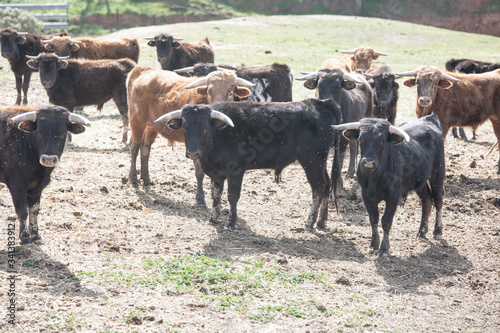 cows and lidia bulls grazing in the field in Guadalajara  Spain.