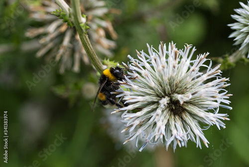 Bumblebee on blooming Echinops closeup