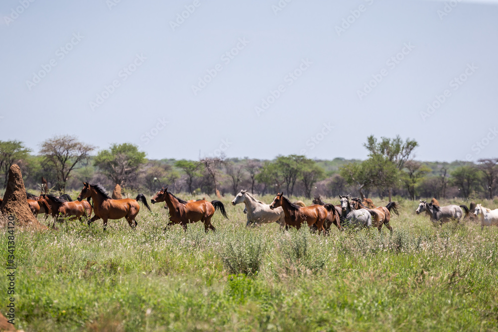 Troupeau de chevaux au galop dans la prairie