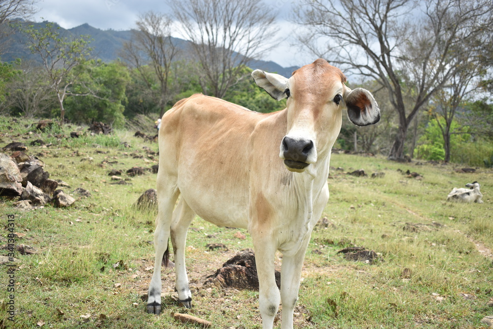 VACAS CERCA ESTABLO VACAS CERCA ESTABLO