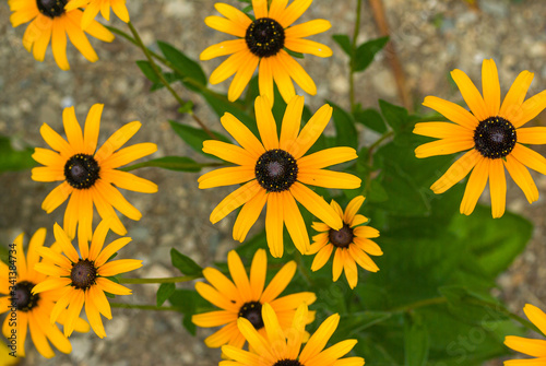 Beautiful orange rudbeckia flowers on the lawn