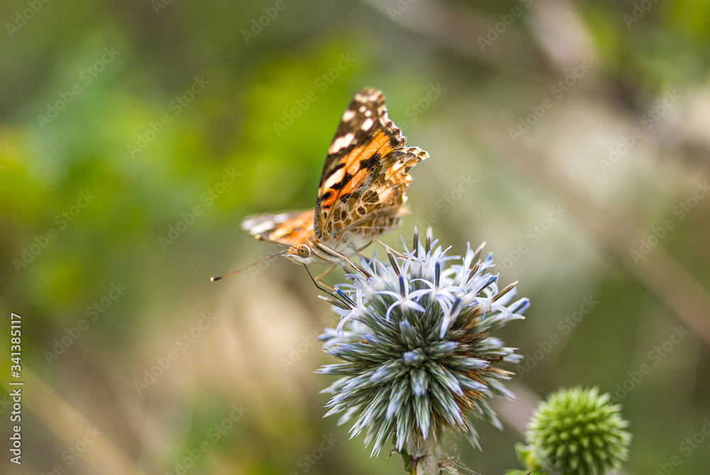 Painted lady butterfly on blooming Echinops Painted lady butterfly on blooming Echinops