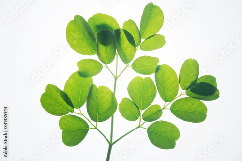 Moringa leaves isolated on white background 