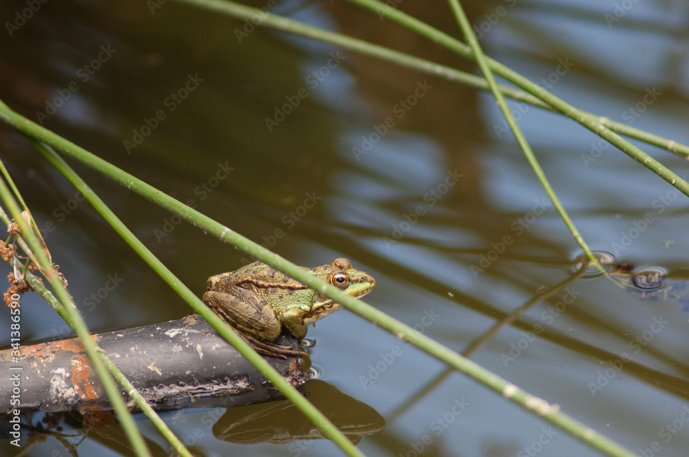 Perez's frog Pelophylax perezi in a lagoon. La Lajilla. The Nublo Rural Park. Aldea de San Nicolas de Tolentino. Gran Canaria. Canary Islands. Spain.