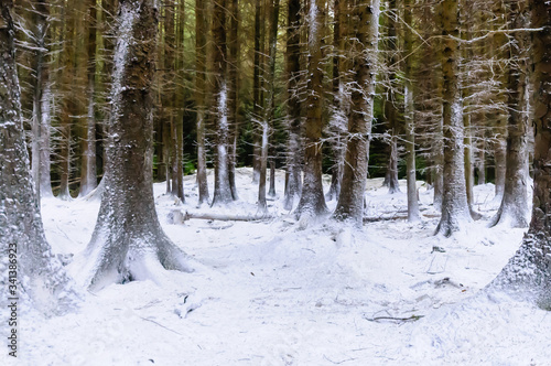 Snow covers trees in Tollymore Forest, Northern Ireland, 