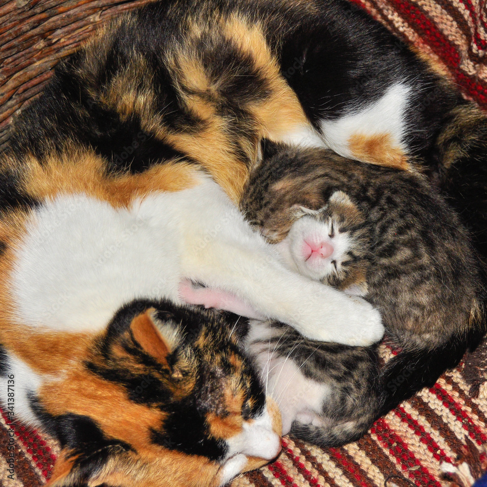 Three colored kitties with their mother at lunch Three colored kitties with their mother at lunch