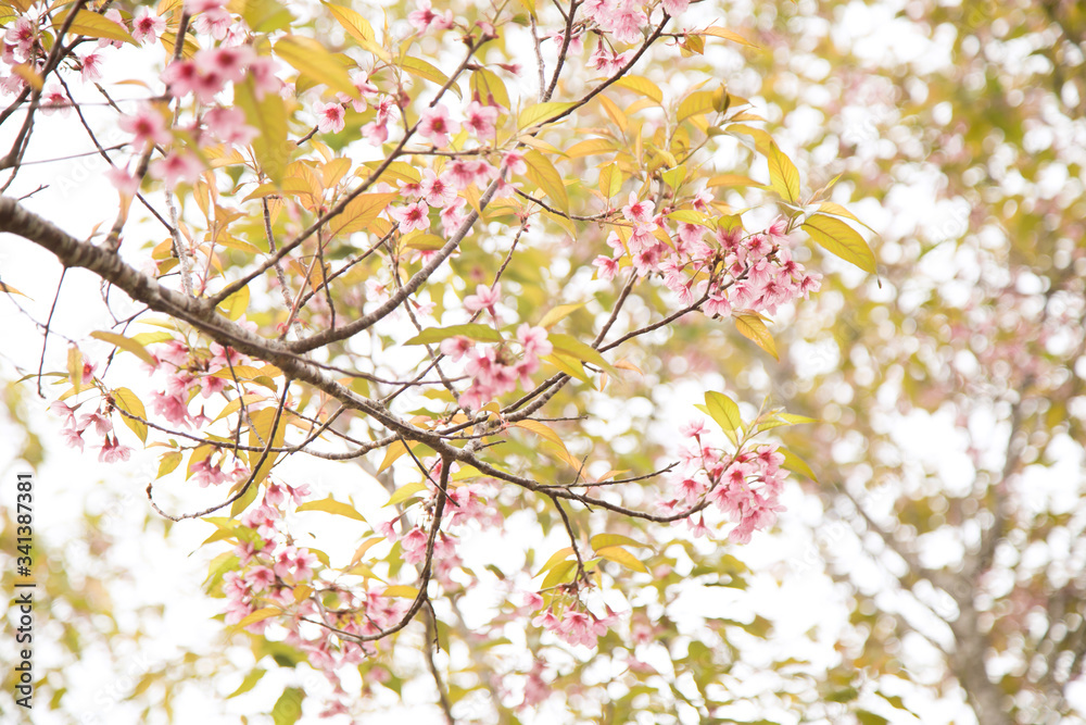 Obraz premium Beautiful cherry blossom or sakura in spring time over sky