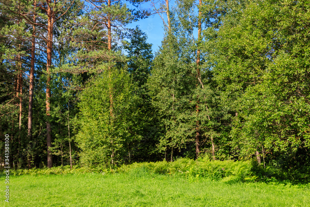 View of a mixed deciduous and coniferous forest in Russia. Summer landscape