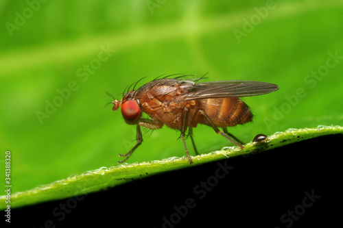 Macro shot of fruits fly. Selective Focus. Macro Photography.