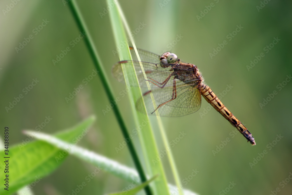Macro shot of yellow dragonfly on green bokeh background. Selective Focus. Macro Photography Macro shot of yellow dragonfly on green bokeh background. Selective Focus. Macro Photography