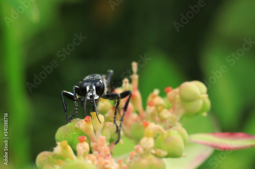 Macro shot of wasp's eyes. Selective focus. Macro photography.