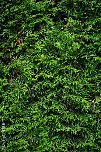 Closeup of green christmas leaves. Thuja green branches background. Thuja occidentalis is an evergreen coniferous tree.