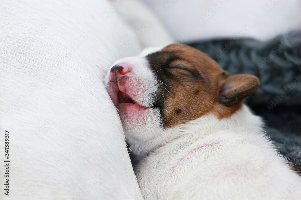 head little puppy jack russell terrier sleeping on his mom with open mouth. Childhood. Close-up