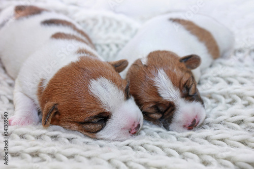two newborn blind puppy jack russell terrier lie on a knitted sweater closeup, horizontal