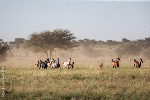 Fototapeta Naklejka Na Ścianę i Meble -  Troupeau de chevaux au galop dans la prairie