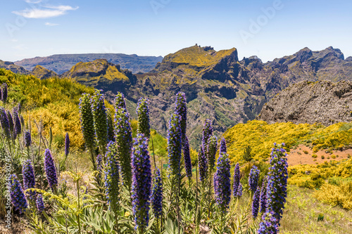 Portugal, Madeira, Pride of Madeira (Echium candicans) growing at Miradouros do Paredao photo