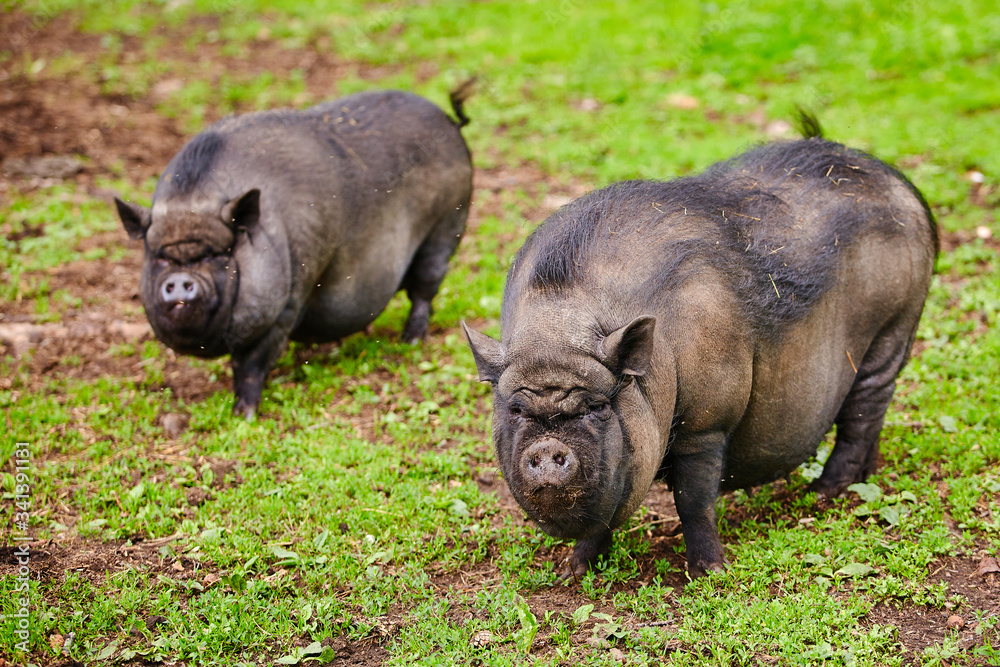 Vietnamese pig on a green pasture. Pet on the farm Vietnamese pig on a green pasture. Pet on the farm