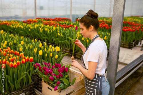Girl worker with tulips,Beautiful young smiling girl, worker with flowers in greenhouse. Concept work in the greenhouse, flowers. Copy space  stock image © Bogdan