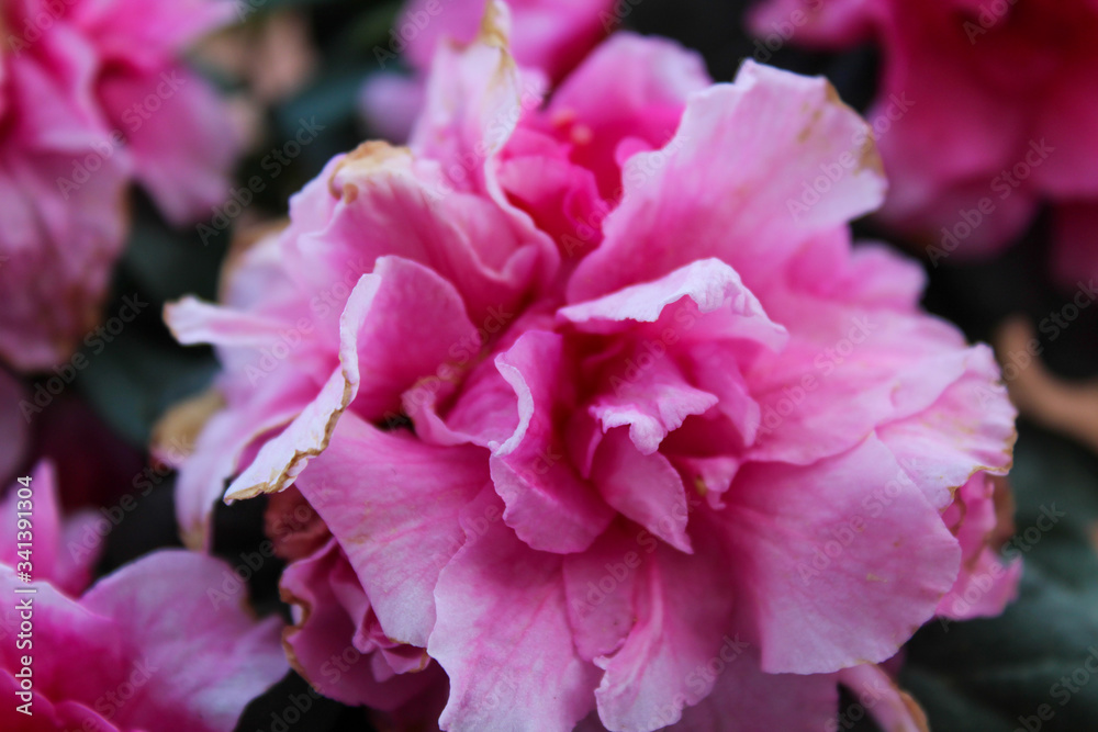 Pink Azalea flowering plant blooming Pink Azalea flowering plant blooming