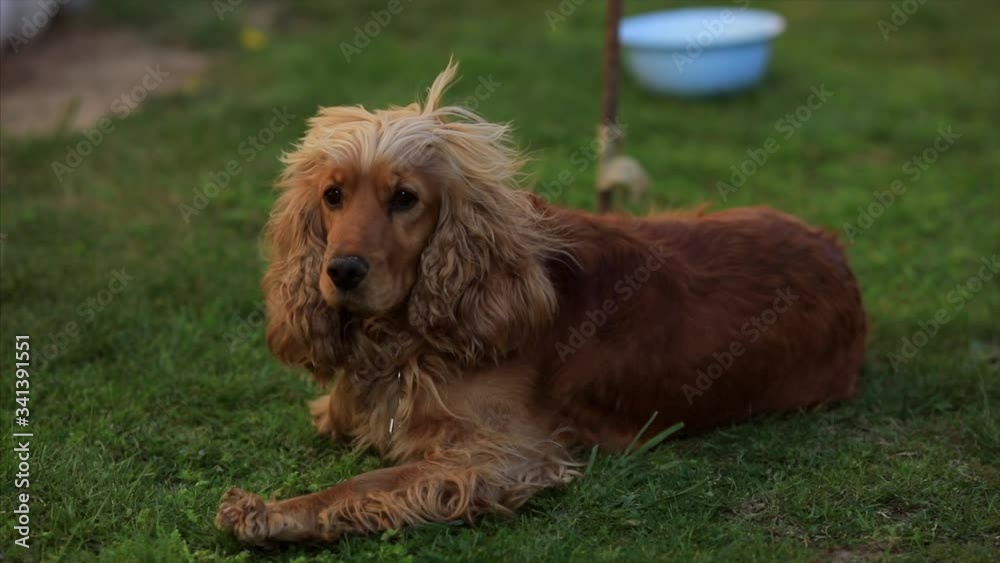 The Cocker Spaniel looking at the camera outdoors. The Cocker Spaniel looking at the camera outdoors.