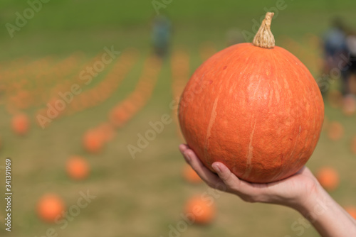 Hand holding a pumpkin, Halloween party and Thanksgiving Day concept. 