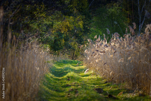 droga wśród trzcin photo