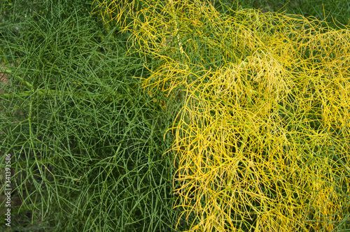 Leaves of Ferula linkii in Inagua. The Nublo Rural Park. Aldea de San Nicolas de Tolentino. Gran Canaria. Canary Islands. Spain. photo