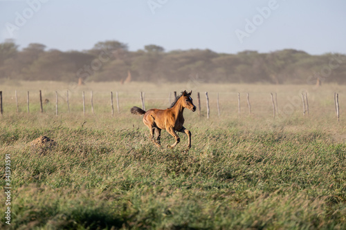 Jeune poulain au galop en liberté dans une prairie