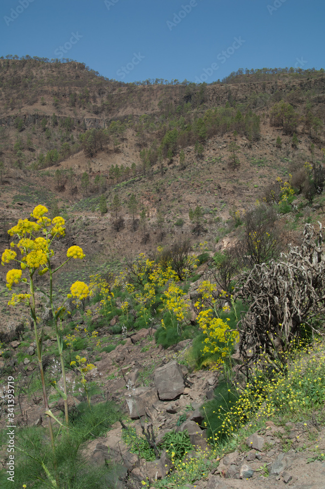 Naklejka premium Landscape with plants of Ferula linkii in flower. The Nublo Rural Park and Integral Natural Reserve of Inagua. Gran Canaria. Canary Islands. Spain.