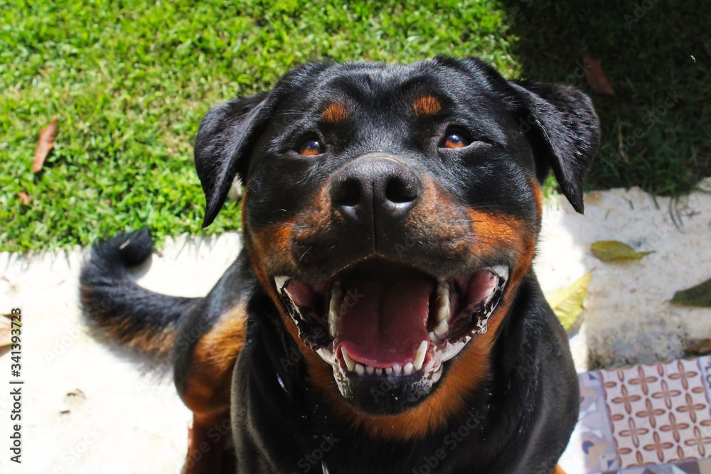 Rottweiler smiling at the camera